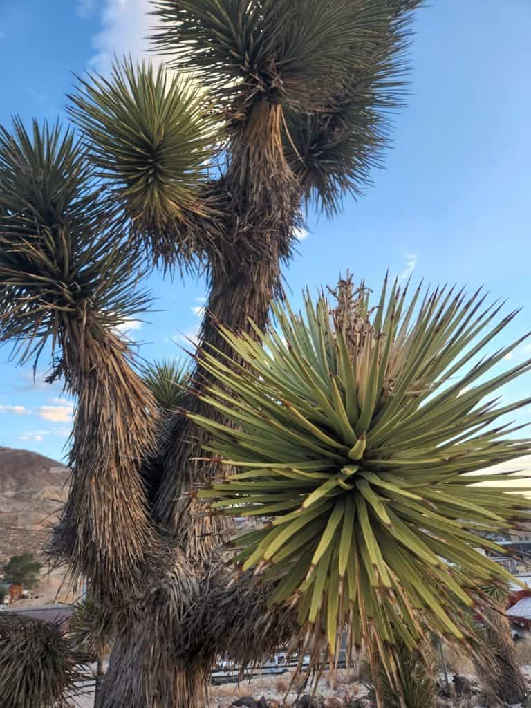 yucca brevifolia