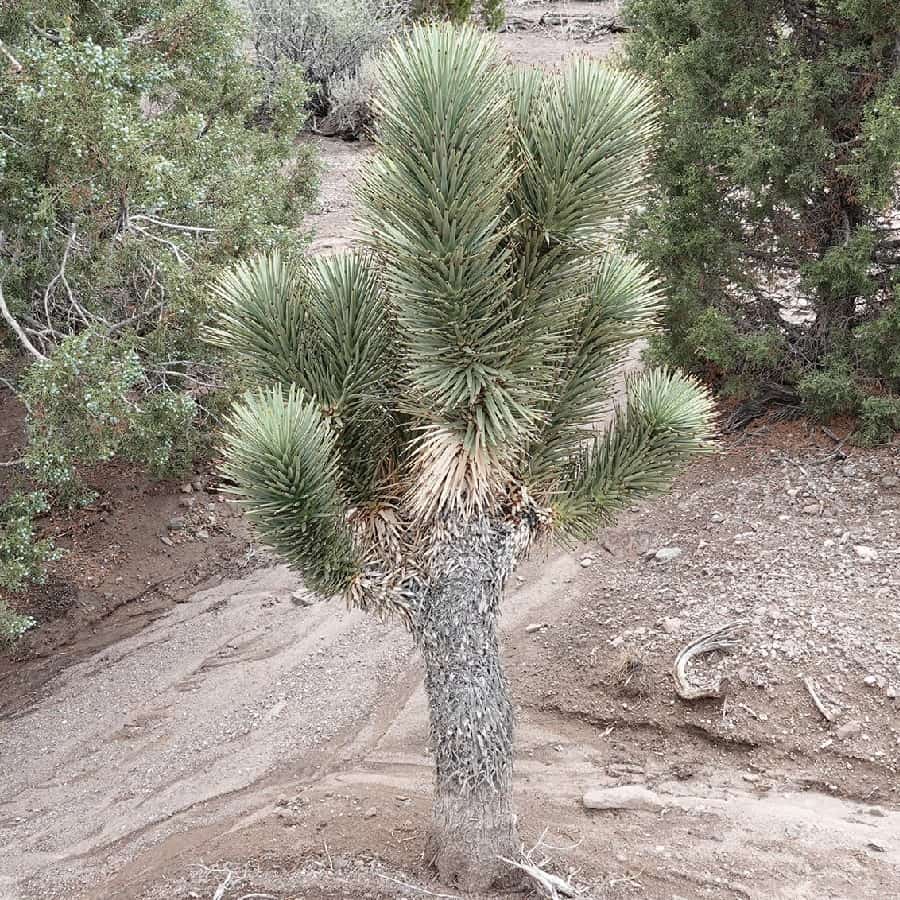 yucca brevifolia var. jaegeriana