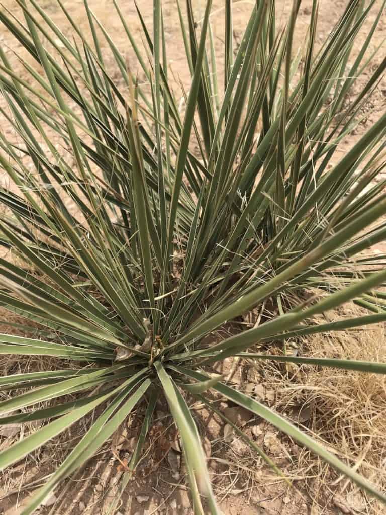 yucca campestris