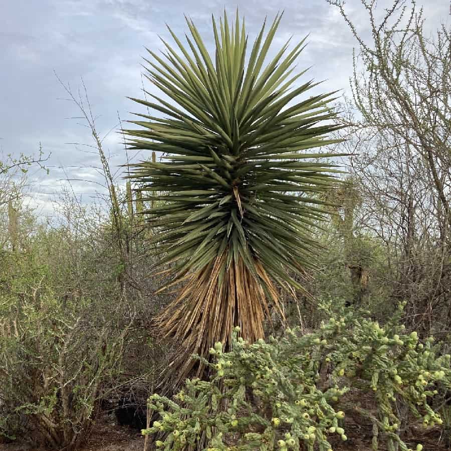 yucca capensis