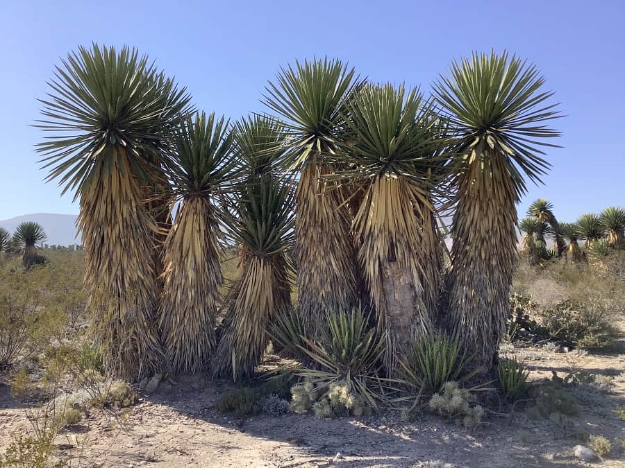 yucca carnerosana