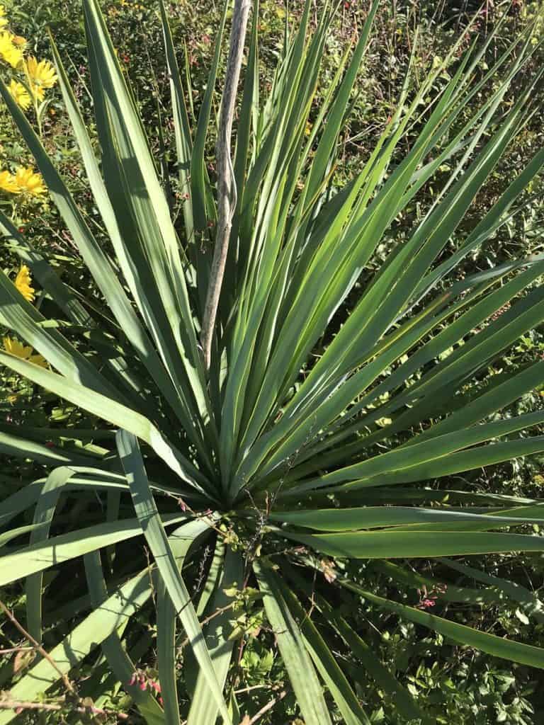 yucca carrii