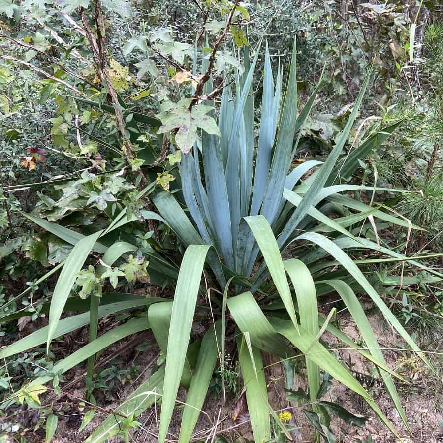 yucca cernua