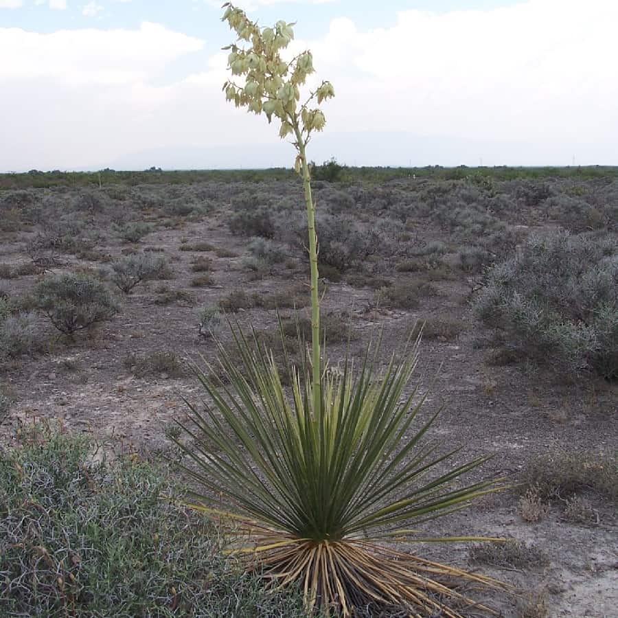 yucca coahuilensis