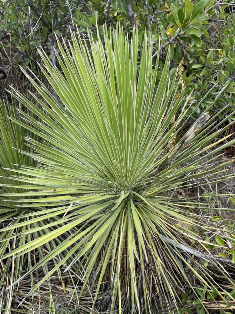 yucca constricta