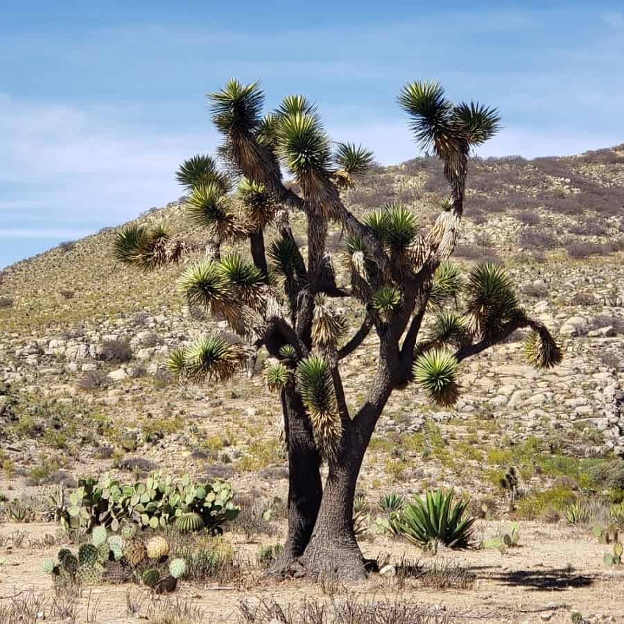 yucca decipiens