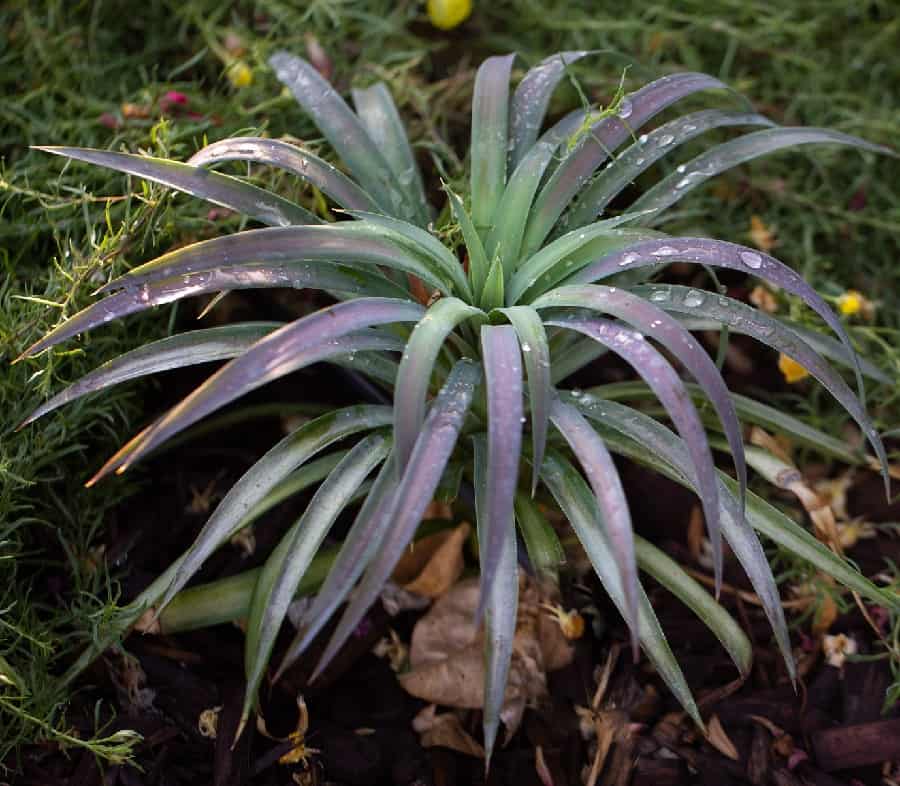 yucca desmetiana 1