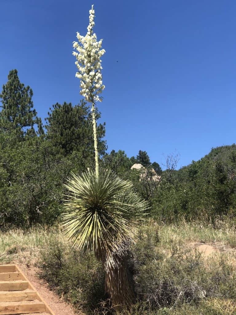 yucca elata