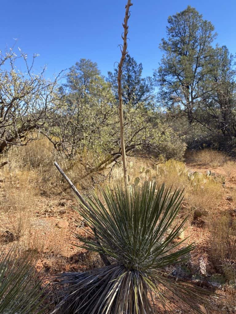 yucca elata var. verdiensis