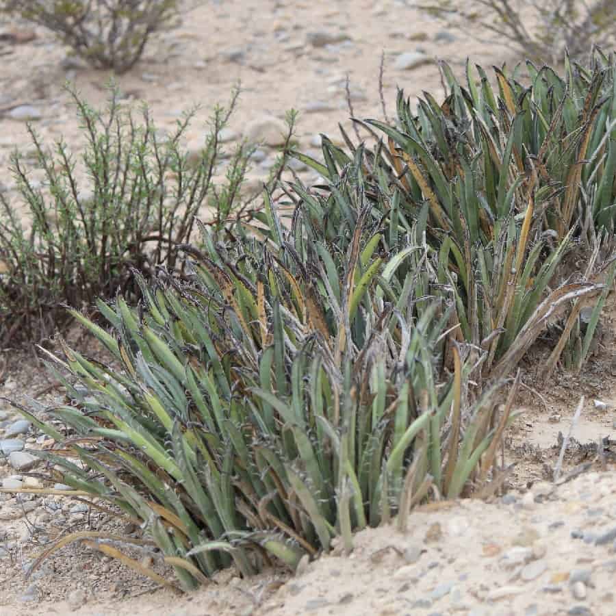 yucca endlichiana