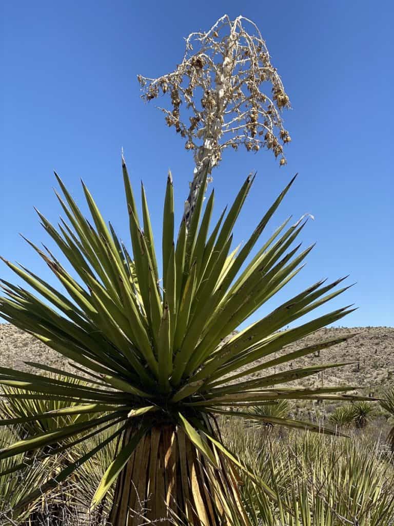 yucca faxoniana