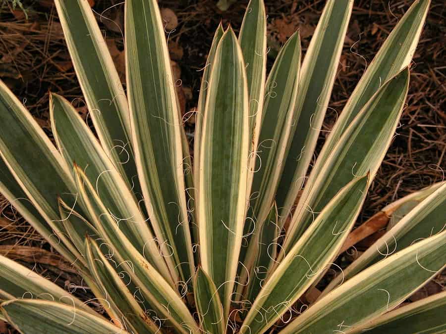 yucca filamentosa f. variegata