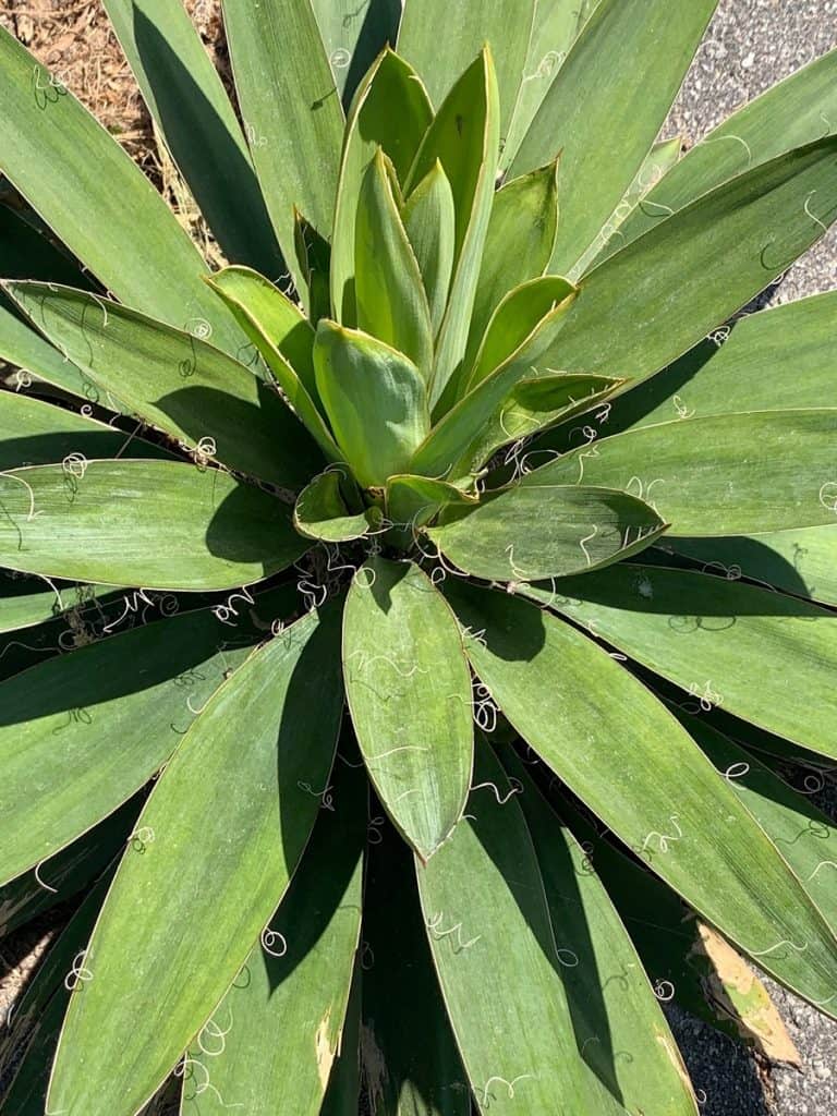 yucca filamentosa subs. concava