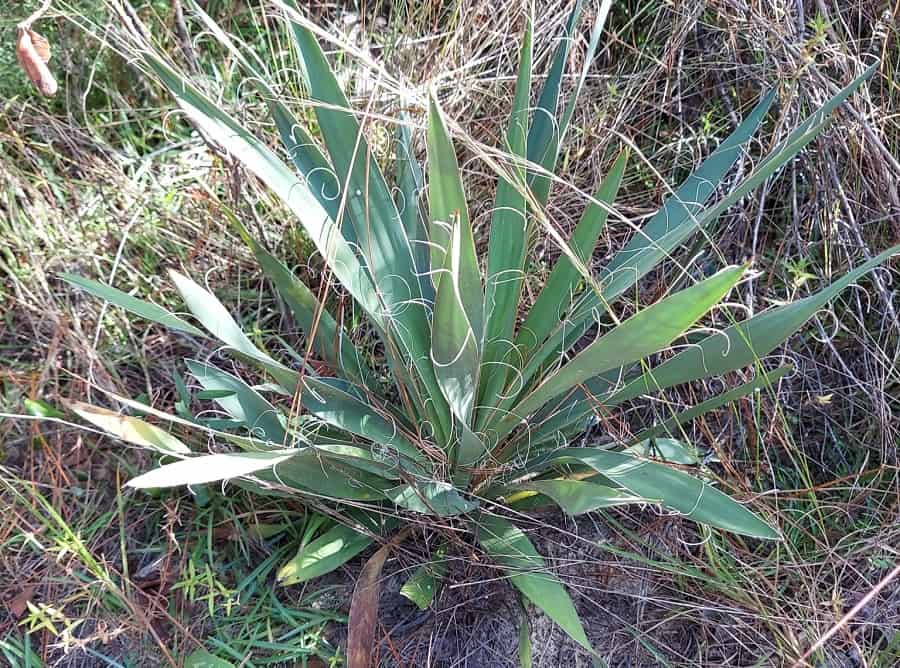 yucca filamentosa