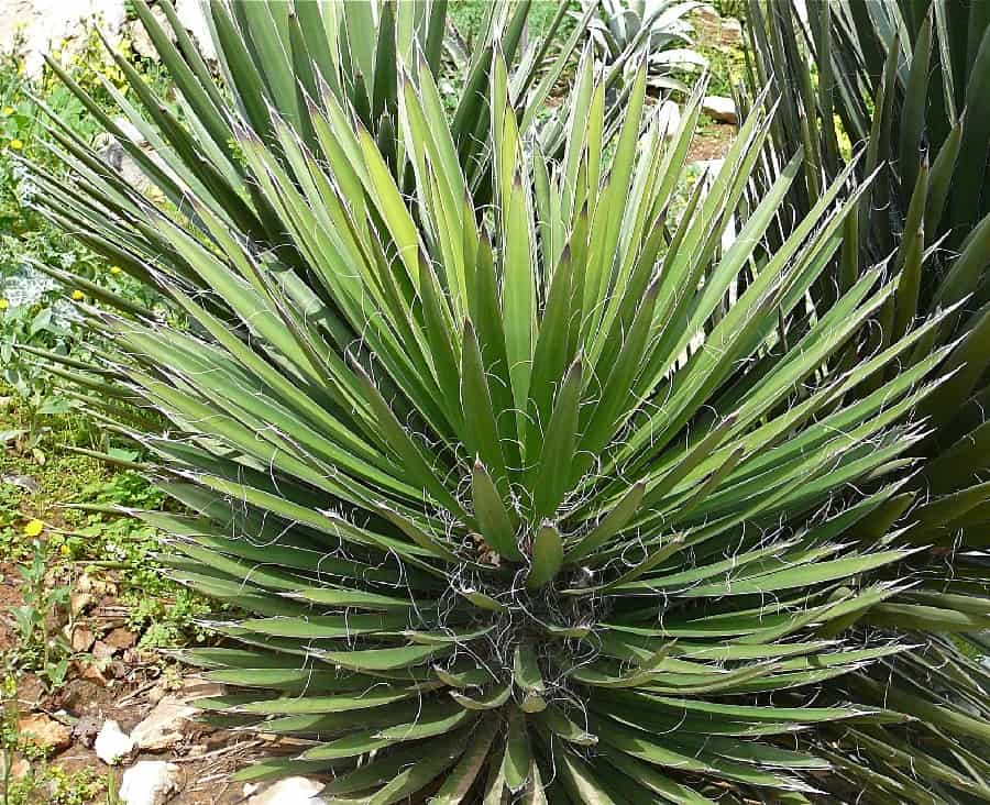 yucca filifera