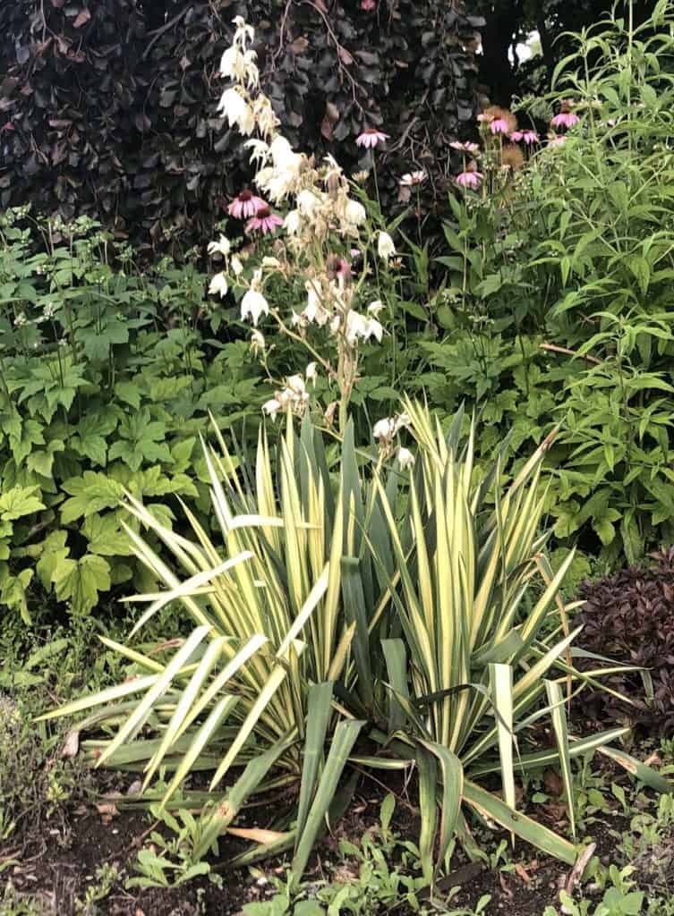 yucca flaccida