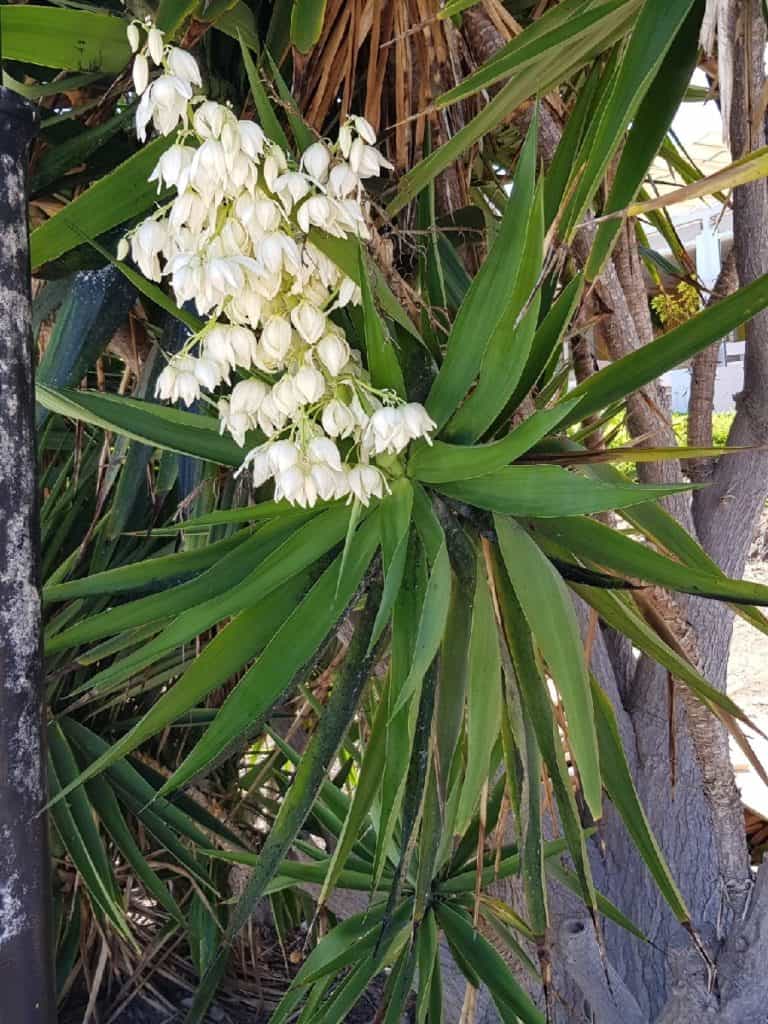 yucca gigantea