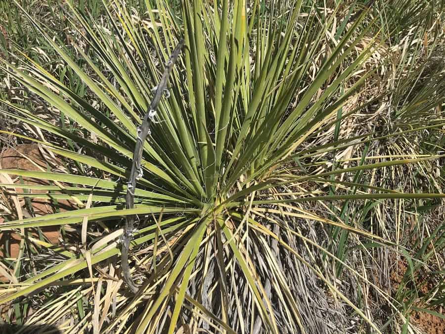 yucca glauca subs. stricta