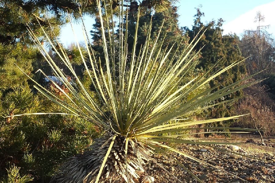 yucca glauca