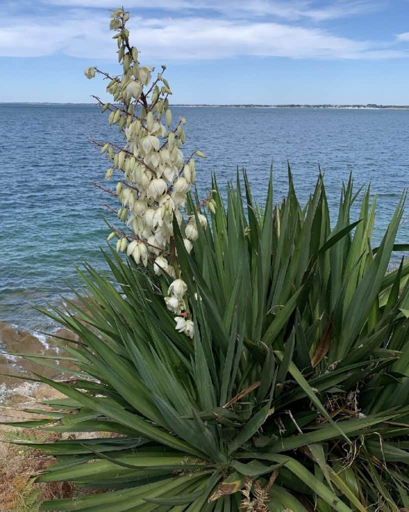 yucca gloriosa