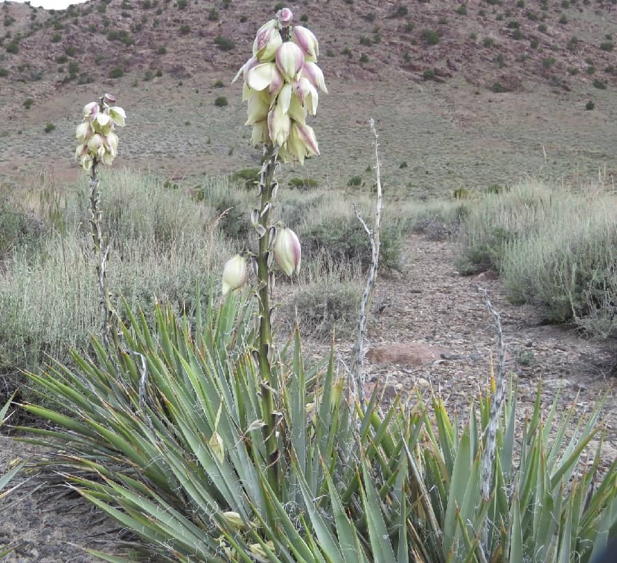 yucca harrimaniae var. gilbertiana