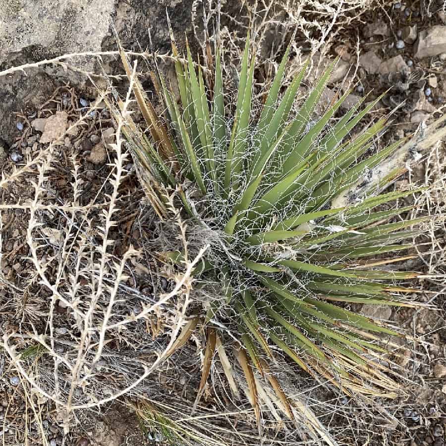 yucca harrimaniae