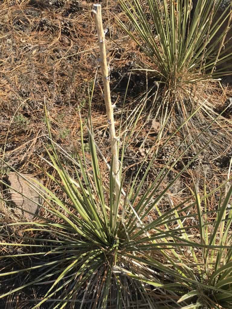 yucca intermedia