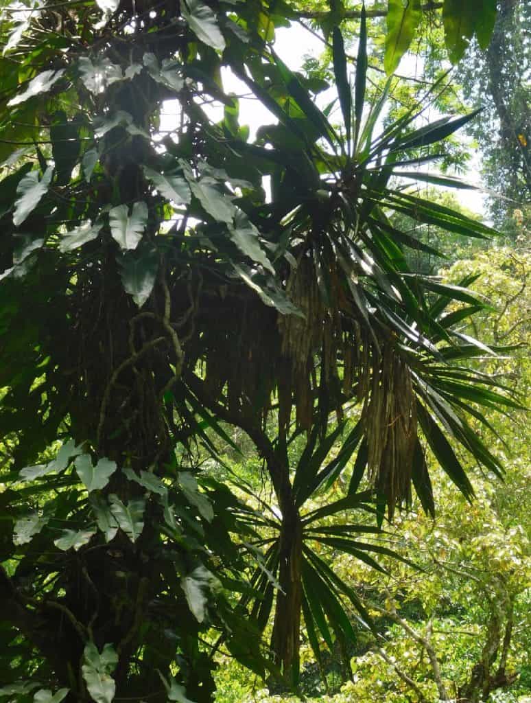 yucca lacandonica