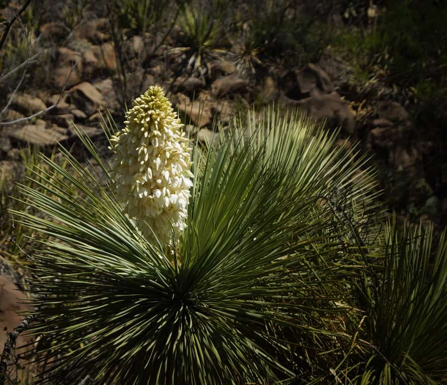 yucca linearifolia