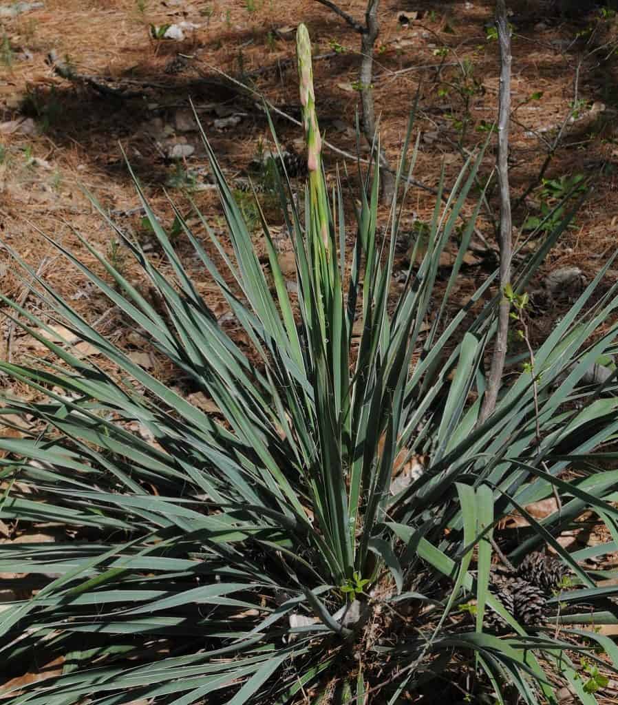 yucca louisianensis