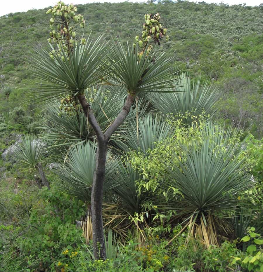 yucca