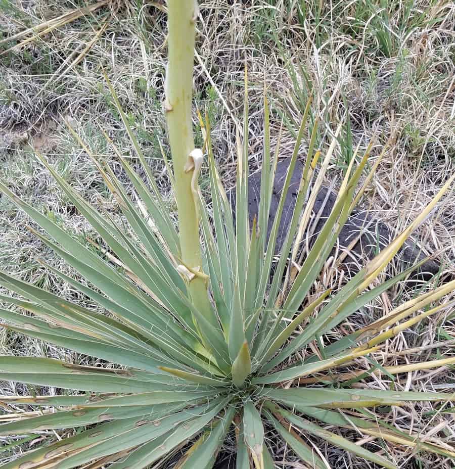 yucca