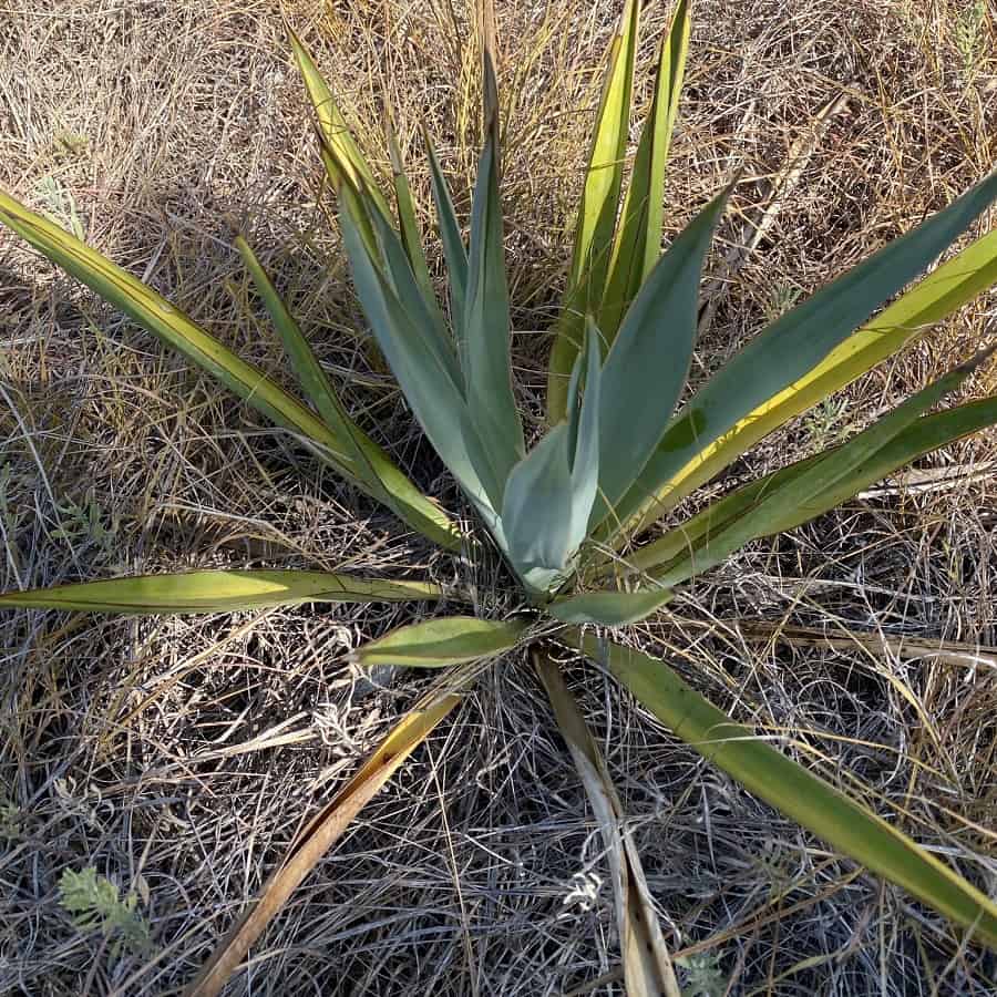 yucca pallida