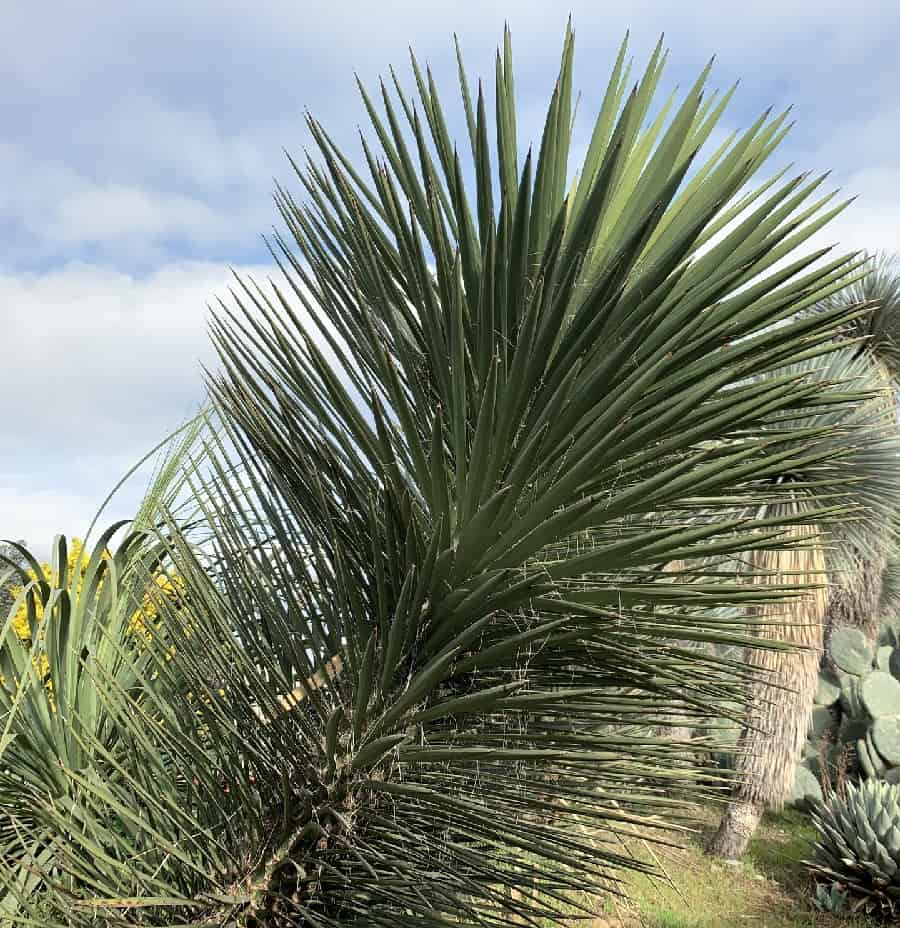 yucca periculosa