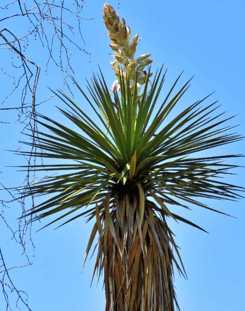 yucca potosina