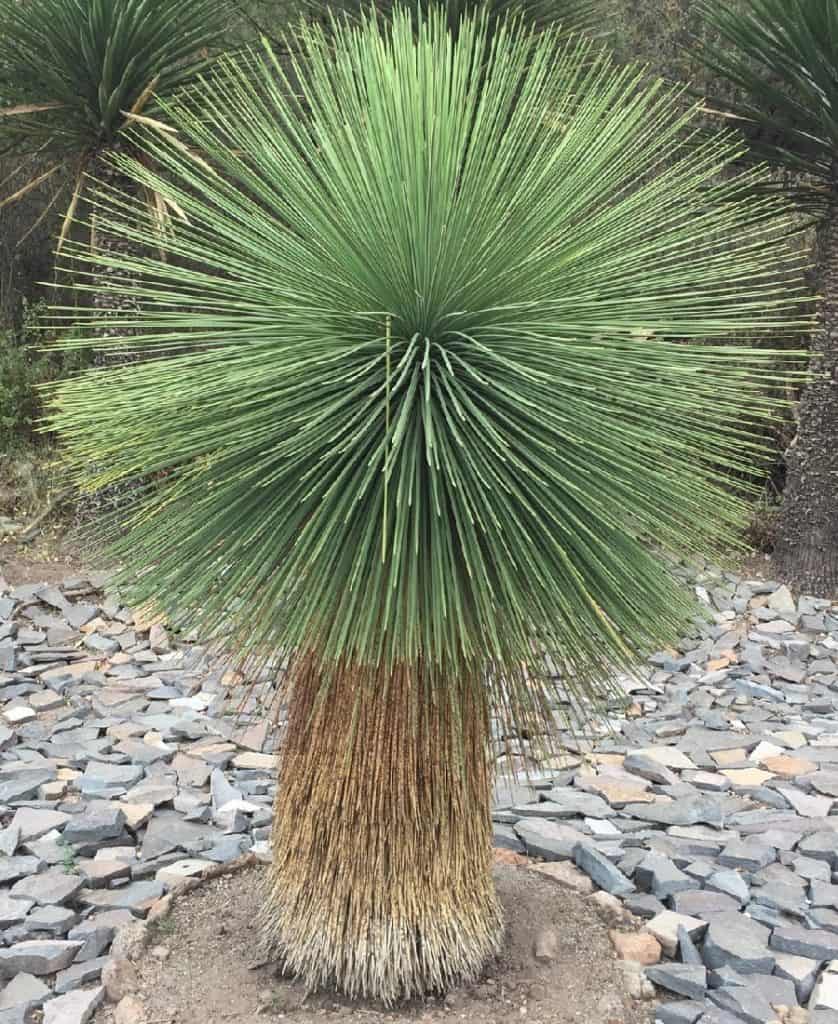 yucca queretaroensis