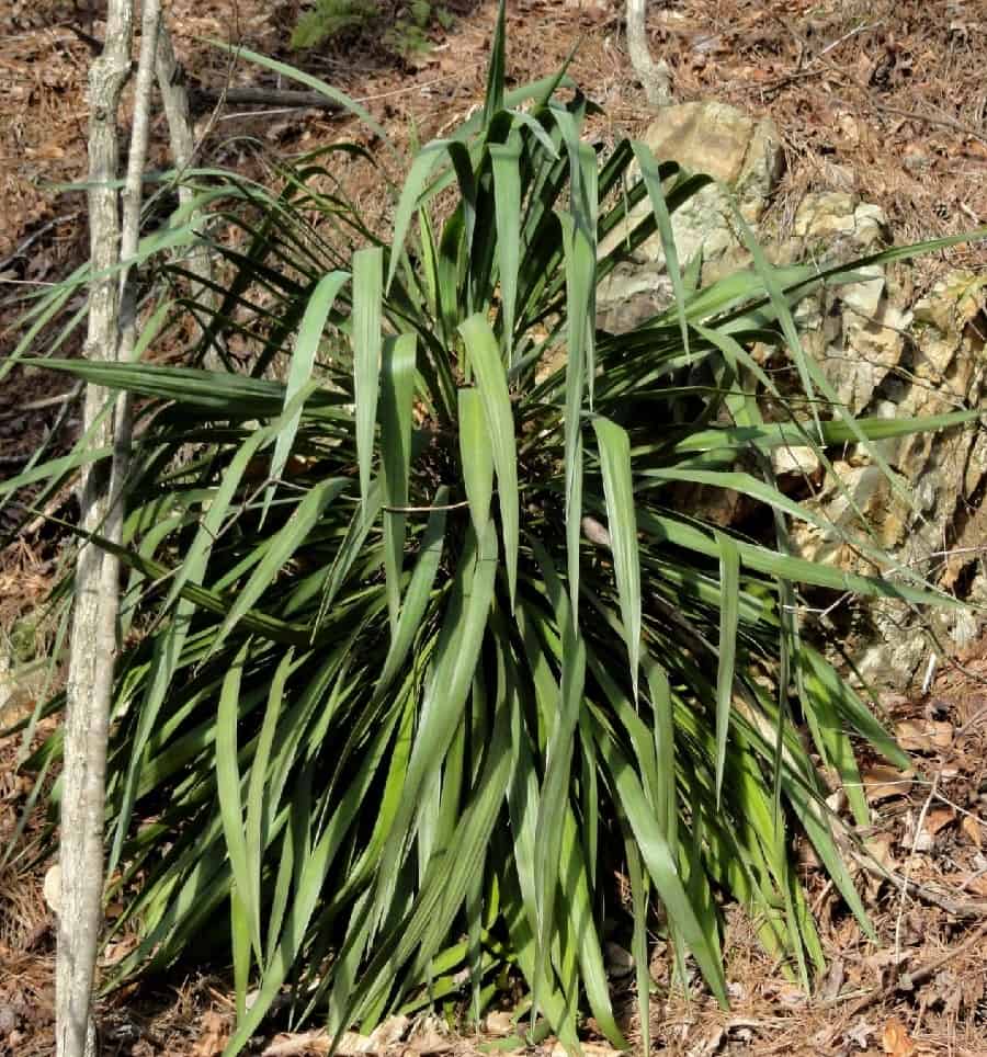 yucca recurvifolia