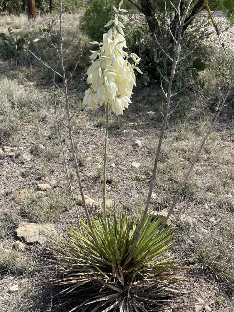 yucca reverchonii