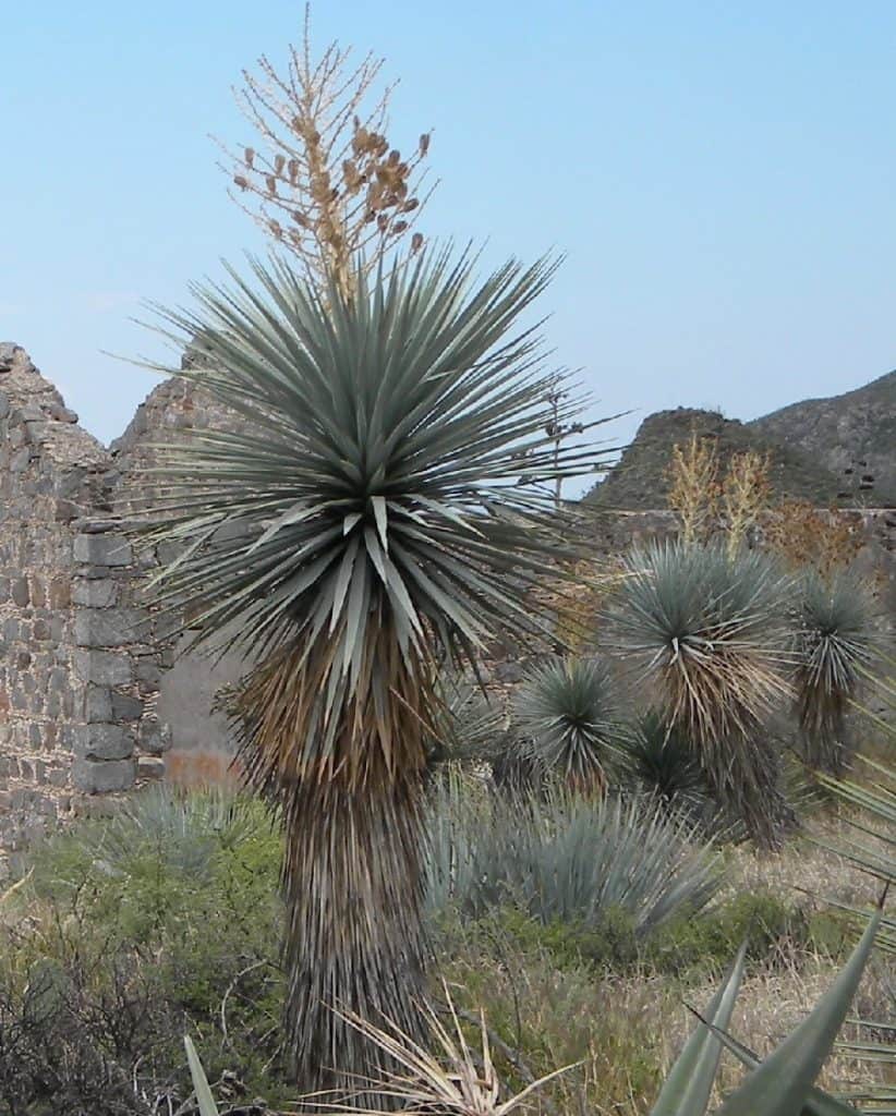 yucca rigida