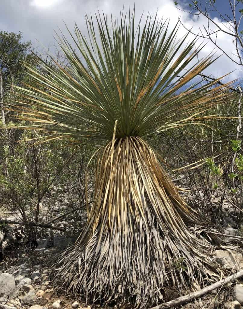 yucca rostrata