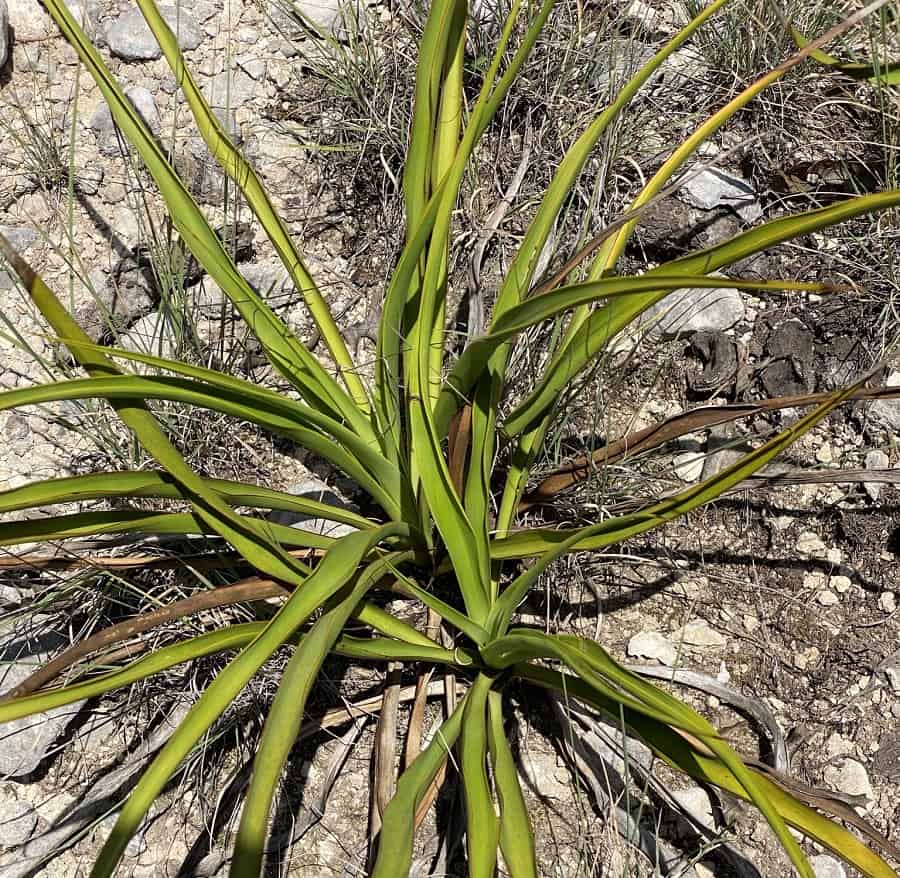 yucca rupicola