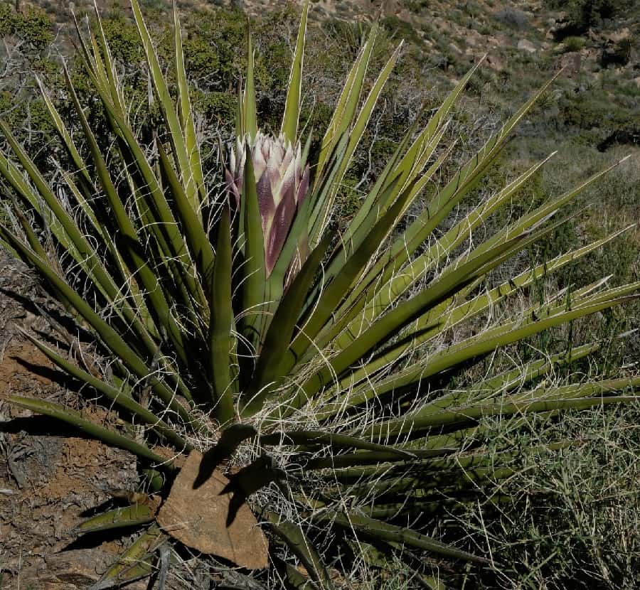 yucca schidigera