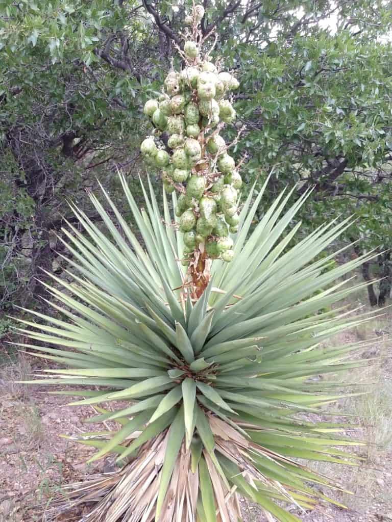 yucca schottii