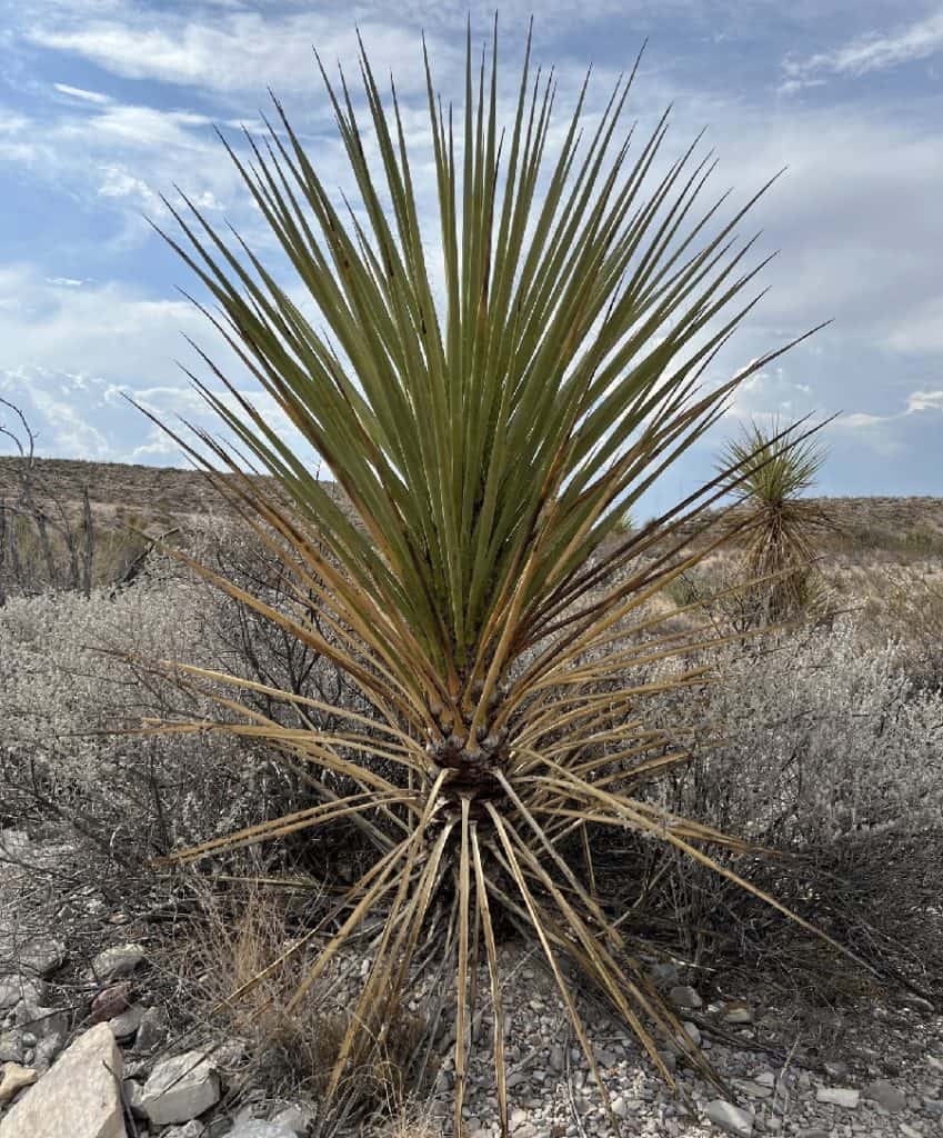 yucca torreyi