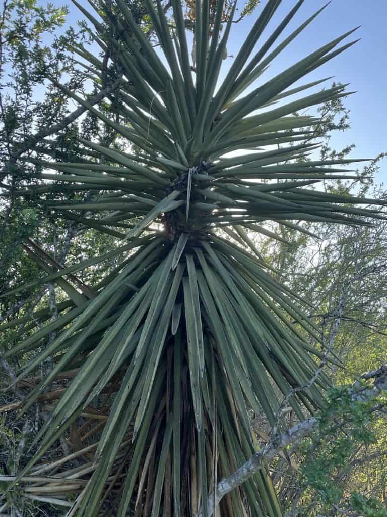 yucca treculeana