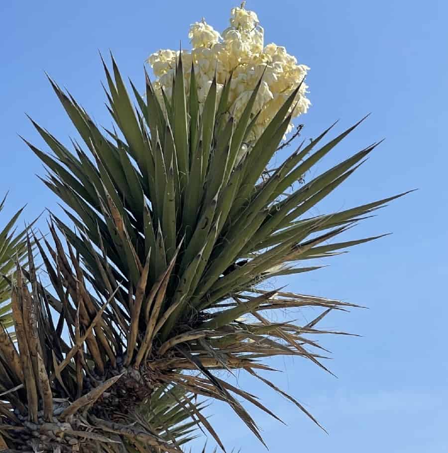 yucca valida