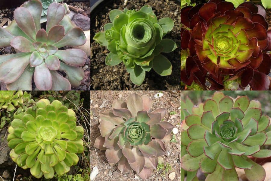 aeonium varieties