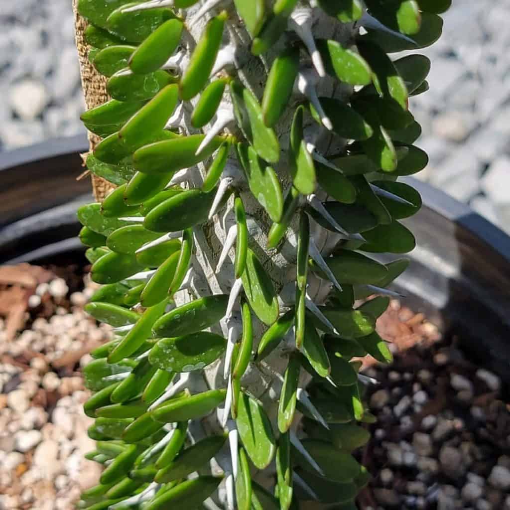 madagascar ocotillo