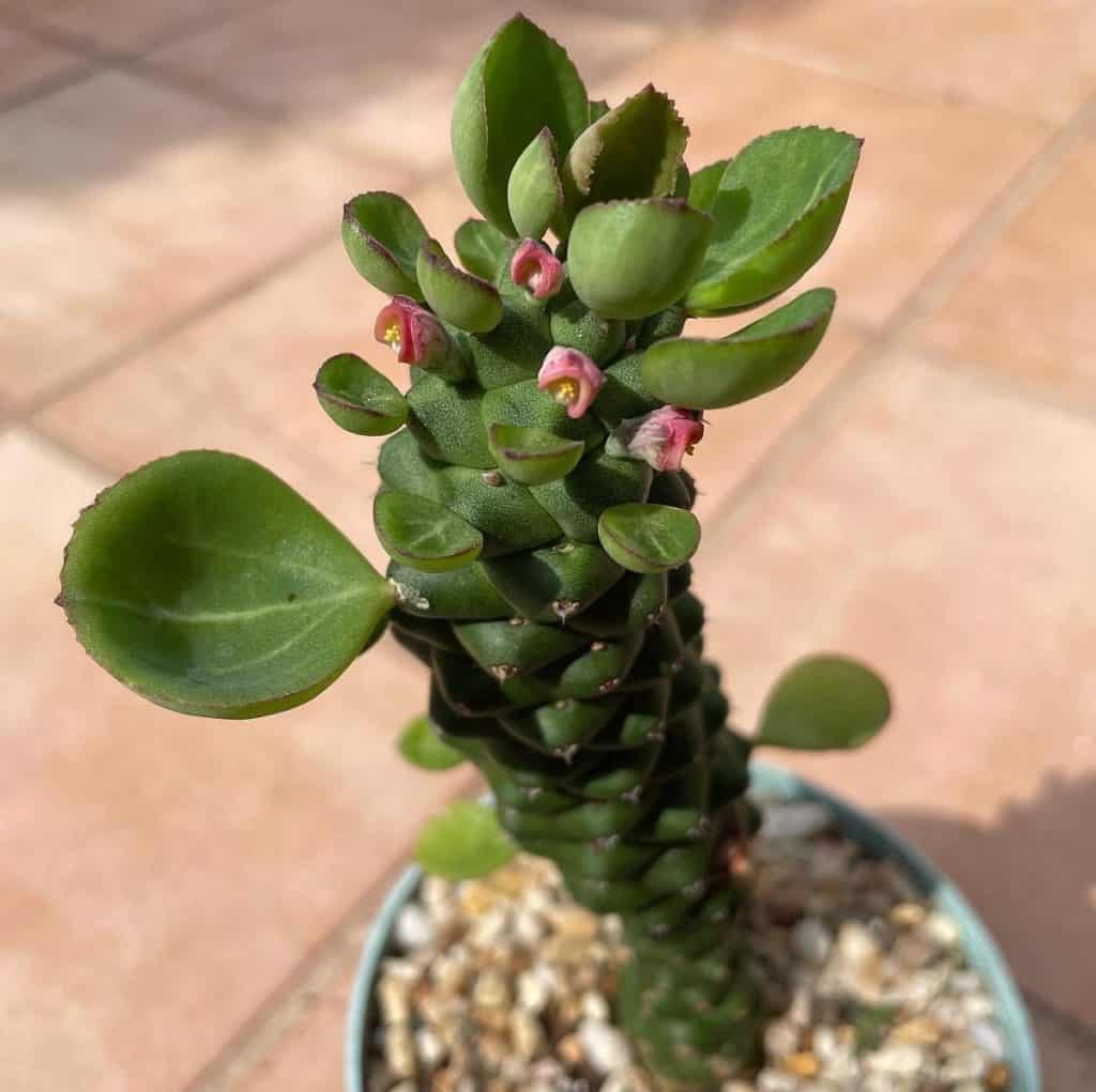 monadenium ritchiei care