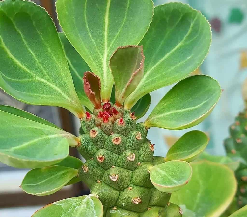 monadenium ritchiei